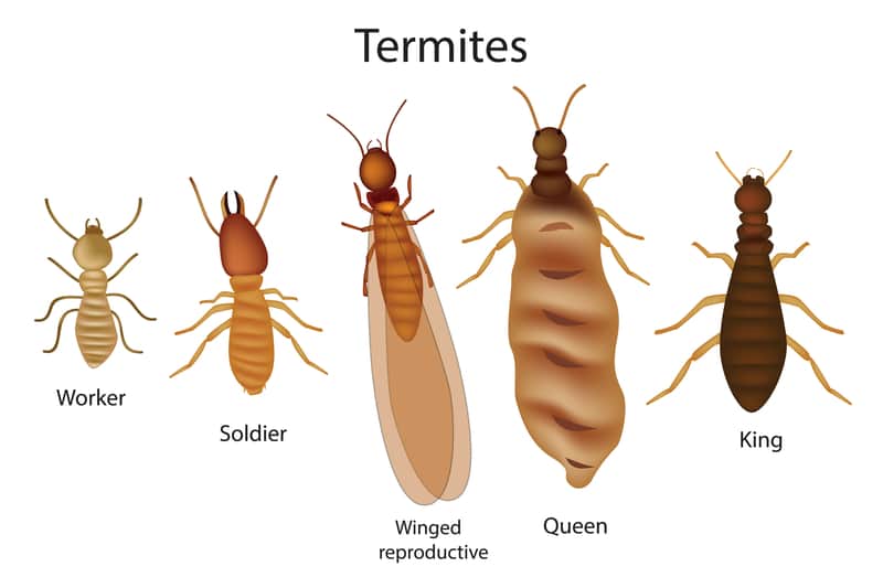 cockroach-Control-Service-in-Pune