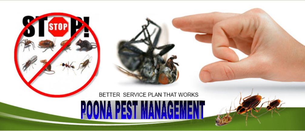 Rodent-Control-Services-in-Pune