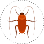 cockroach-Control-Service-Pune