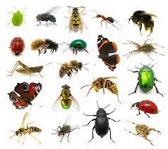 Ant’s-pest-control-Service-in-Pune